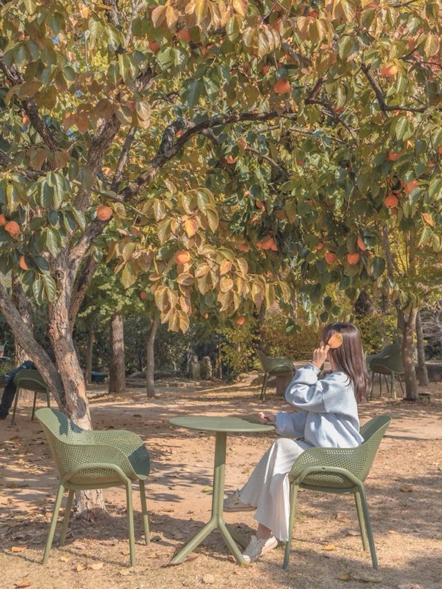 은행나무와 감나무가 있는 카페💛