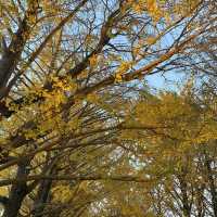 ゆっくり紅葉を楽しめる公園