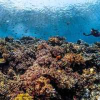 BUNAKEN MARINE PARK, MANADO