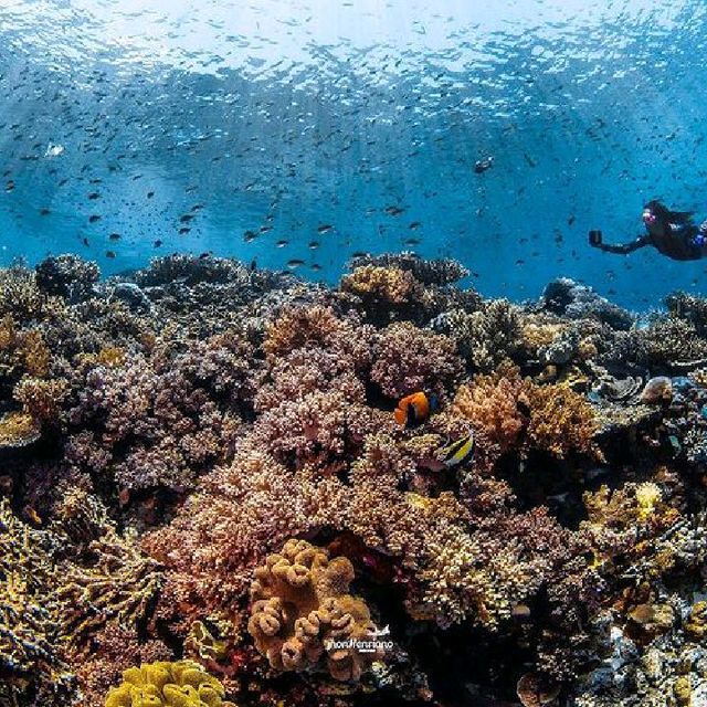 BUNAKEN MARINE PARK, MANADO