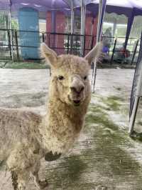 親親羊駝🦙
