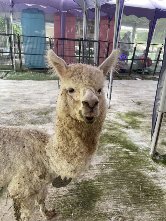 親親羊駝🦙