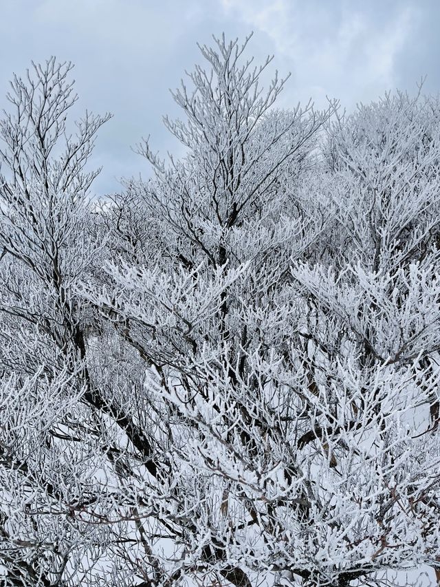 三重県【冬の御在所】樹氷が綺麗