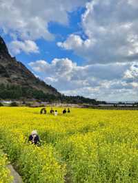 제주도의 대표 유채꽃밭 산방산🌼