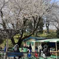 【神奈川】お城と満開の桜が美しい桜の名所🌸