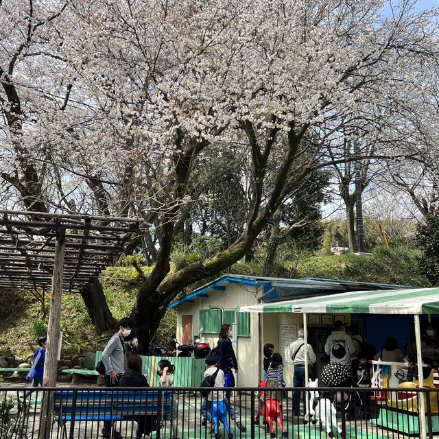 【神奈川】お城と満開の桜が美しい桜の名所🌸
