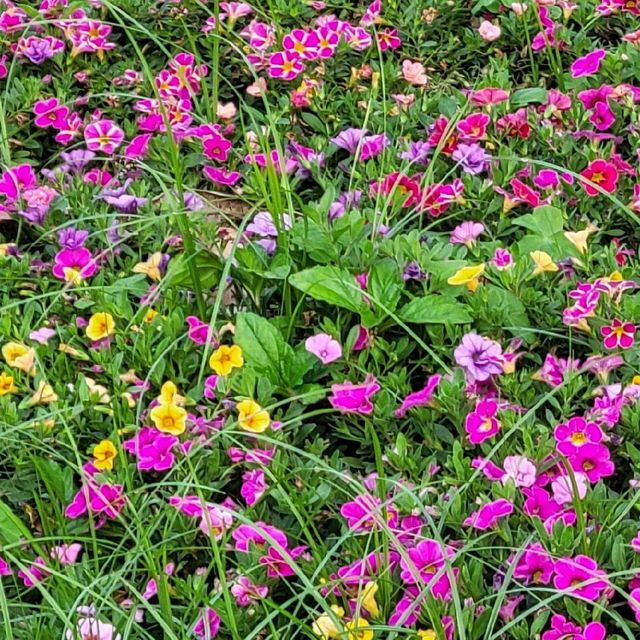 春遊好去處 ～ 鮮花盛放的黃金海岸 