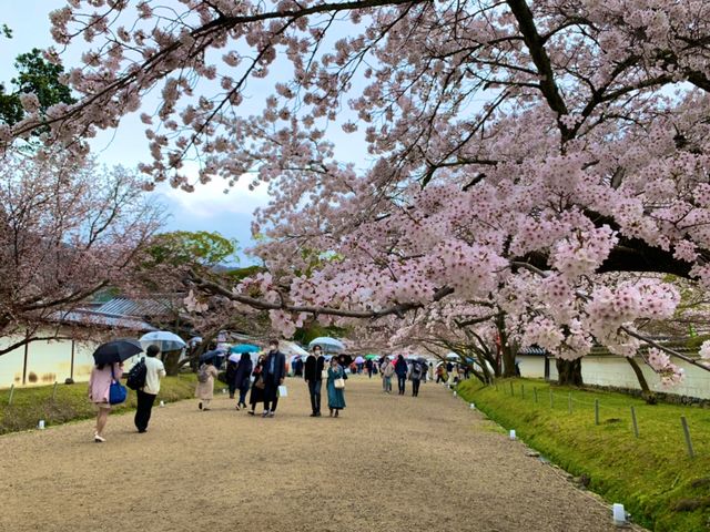 京都　SAKURA  桜めぐり❗️醍醐寺の霊宝館あたりの桜に感動❗️