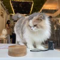可愛貓貓Cafe