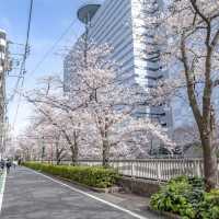 雅叙園前あたりの目黒川桜並木