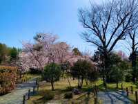 京都　京都散策旅　渉成園の庭園と桜のコラボに感動❗️