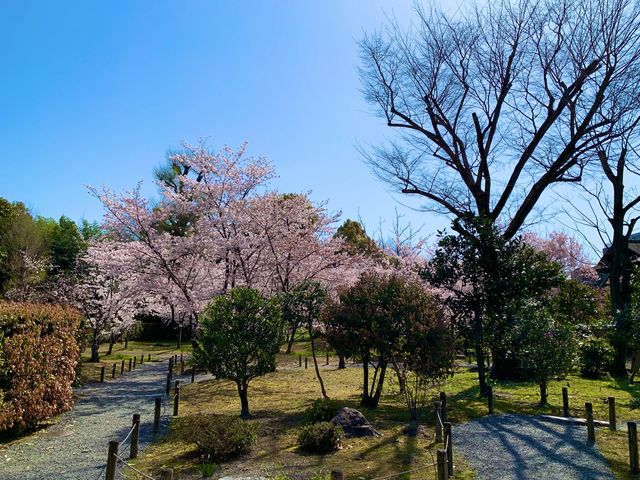 京都　京都散策旅　渉成園の庭園と桜のコラボに感動❗️