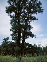 เดินเล่นชมวิวบรรยากาศภูเขาล้อมสวนใจกลางภูเก็ต