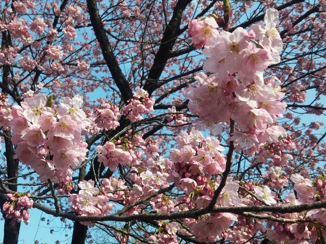 東京賞櫻勝地🌸🌸➡️新宿御苑