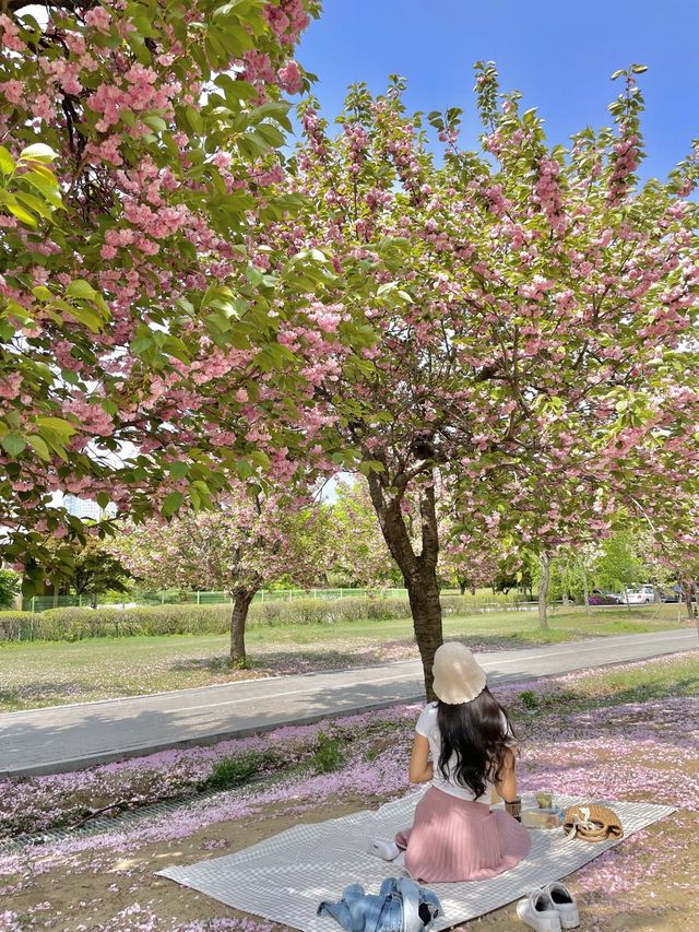 핑크빛 꽃밭에서 피크닉 어때요💖🌸