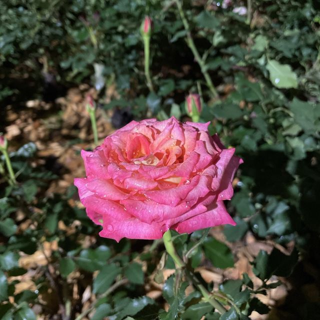 밤에도 예쁜 매력적인 장미공원🌹
