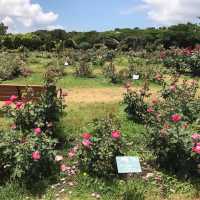 四季都有花睇🌸🌺🌻 海之中道海濱公園