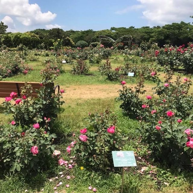 四季都有花睇🌸🌺🌻 海之中道海濱公園