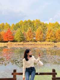 가을에 꼭 가봐야하는 담양관방제림🍂
