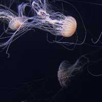 サンシャイン水族館🐠