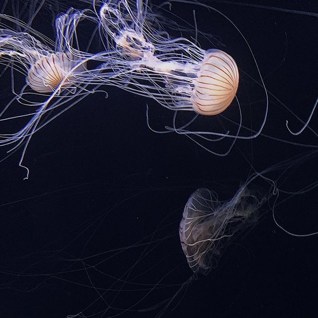 サンシャイン水族館🐠