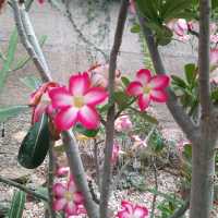 Enjoy Nature at Mt Coot-Tha Botanicals