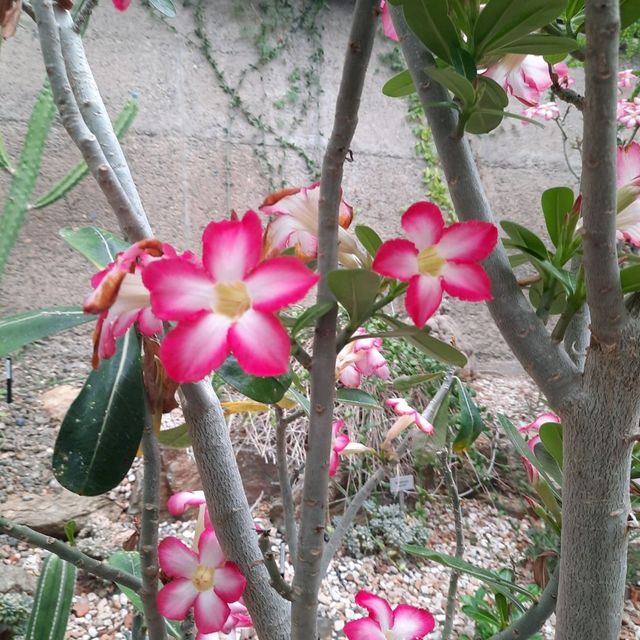 Enjoy Nature at Mt Coot-Tha Botanicals