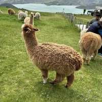 NZ_Akaroa Shamarra Alpacas