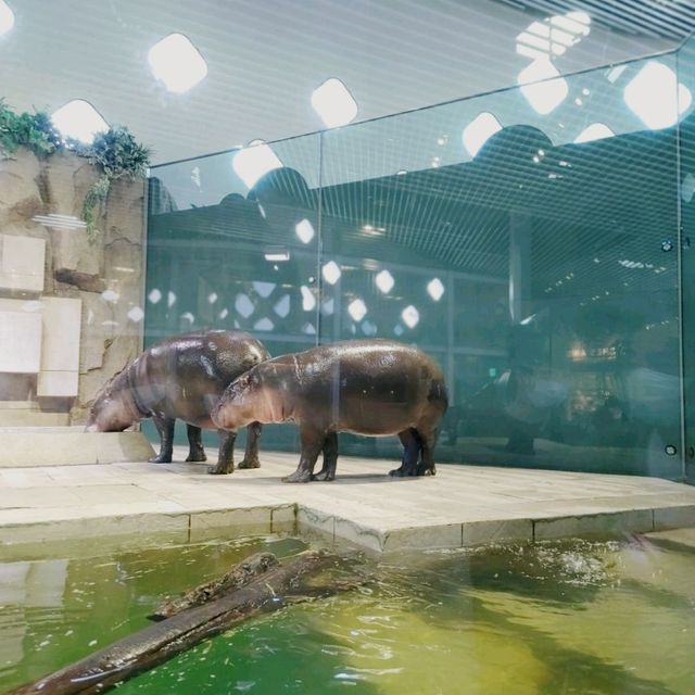 ニフレル　お土産コーナー