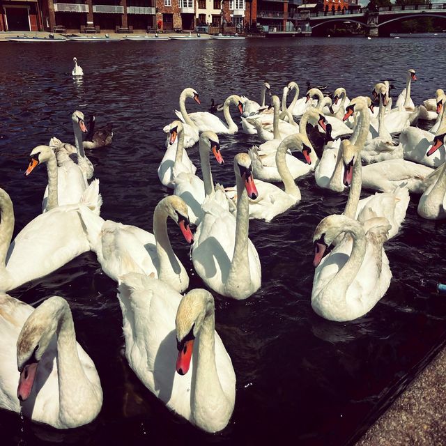 The riverside pier in Windsor