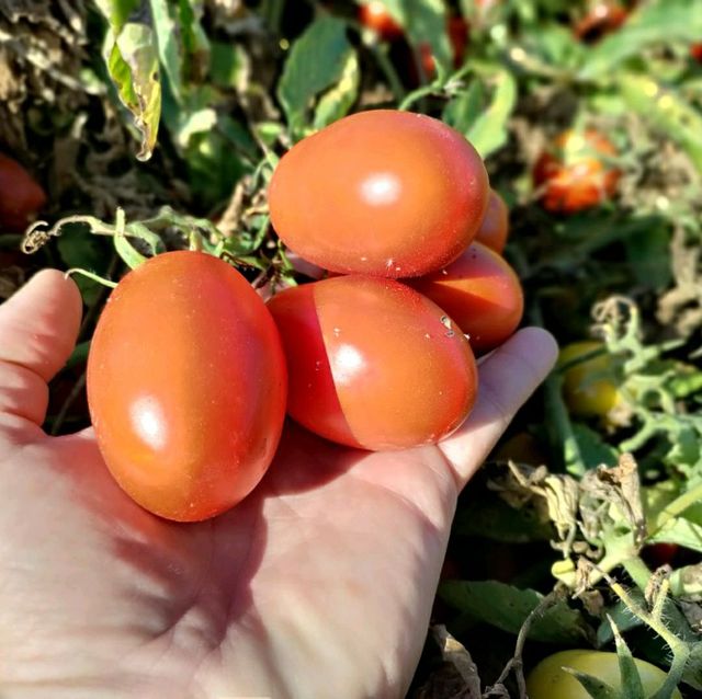 Taste tomatoes in Emilia-Romagna 