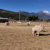 Lovely Animals in Lijiang