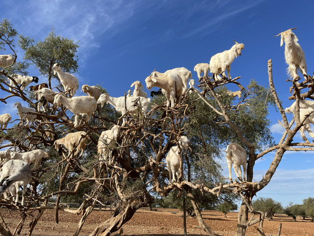 Morocco - Marrakech