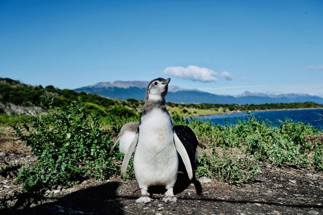 🇦🇷 Comprehensive guide on how to visit penguins' homes at zero distance.