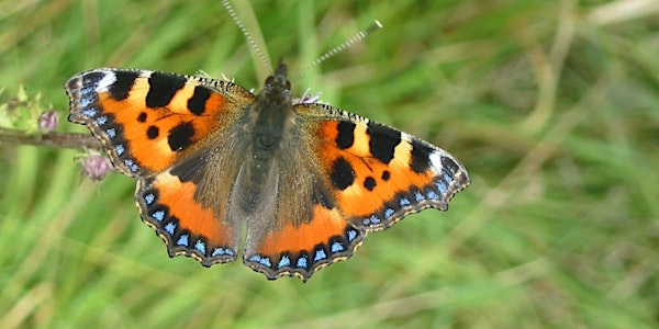 Minibeast hunting at Ryton Pools Country Park | Ryton Pools Country Park