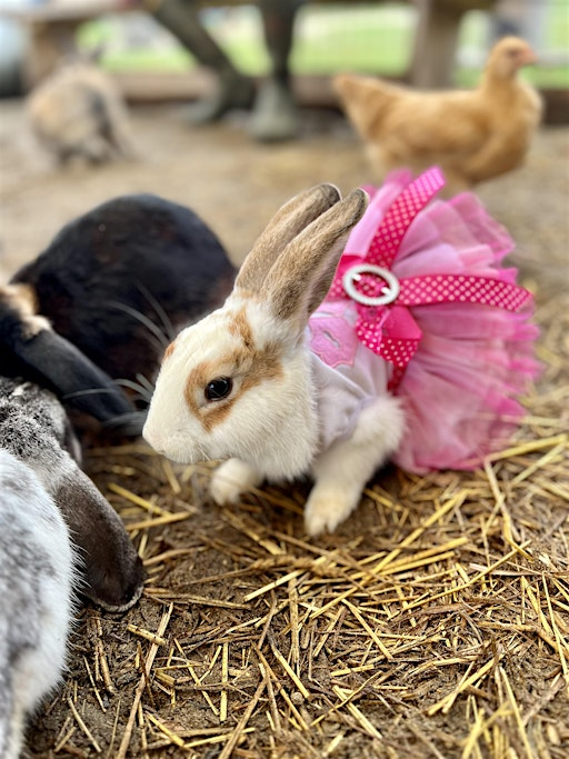 General admission/petting zoo | 945 Bartlett Rd