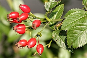 Family Hedgerow Foraging Workshop at Ryton Pools Country Park | Ryton Pools Country Park