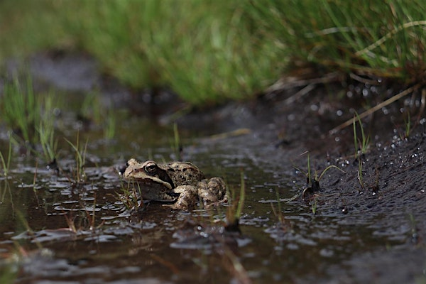 The Great Wetland Wander | Neutaconkanut Park