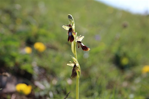 Walking the Landscape: The Orchids of Arnside | Arnside National Landscape Office