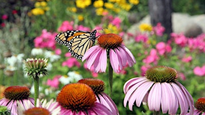 Summer Wildflowers of the NC Arboretum | 20 Frederick Law Olmsted Way