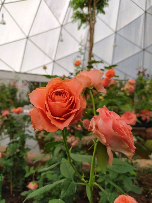 สวนพฤกษศาสตร์ เชียงใหม่ 