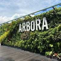 Hilltop dining at Arbora