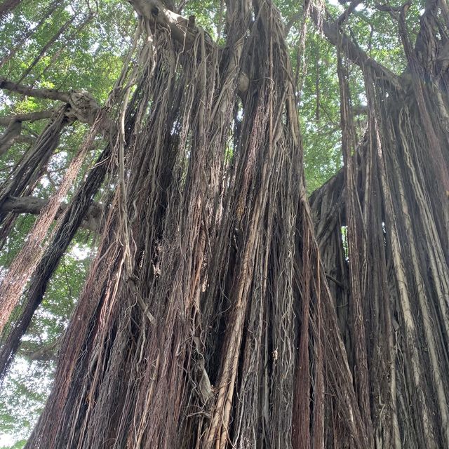 台中文學館 🖌 有著巨大的老榕樹🌳