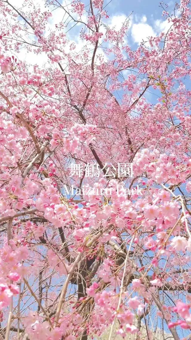 舞鶴公園の桜がきれいすぎた✨