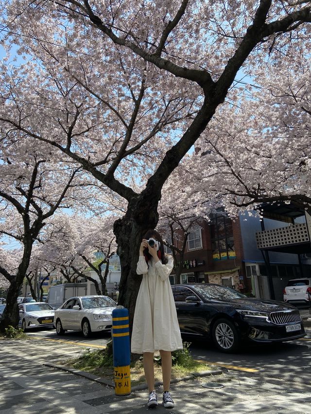 🌸만개한 4월 초의 전농로 왕벚꽃거리🌸