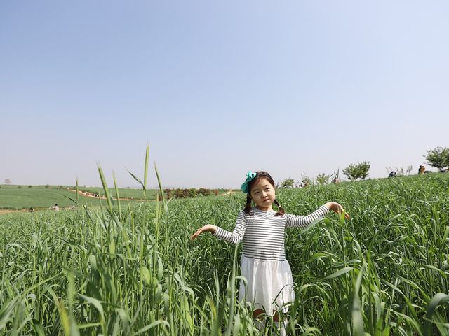 안성팜랜드 유채꽃밭