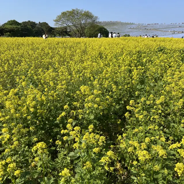 国営ひたち海浜公園