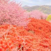 봄에 전주를 가야하는 이유🌸