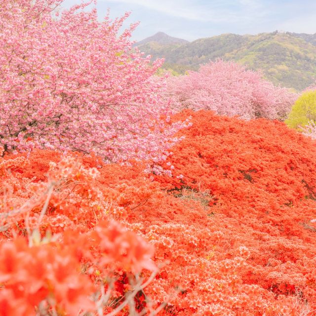 봄에 전주를 가야하는 이유🌸