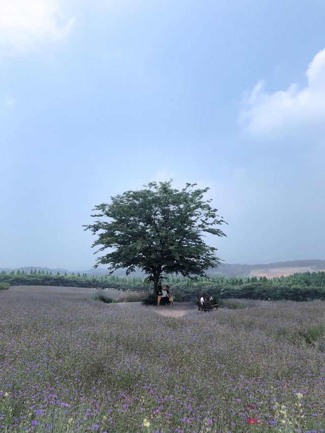 아그로랜드 수레국화 보러 나들이 가요 💙